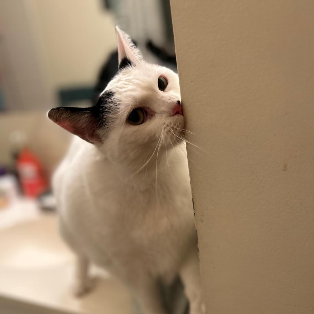 Dottie, Adoptable, Adult Female Turkish Van & Turkish Van.