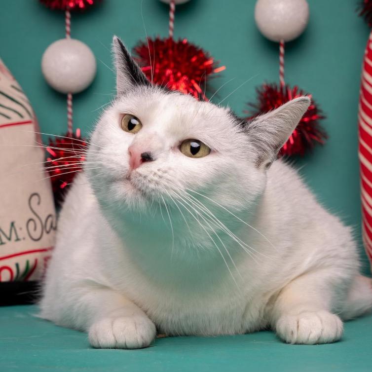 Enlarge Dottie, a Adoptable mixed breed in Bountiful, UT image 2/4