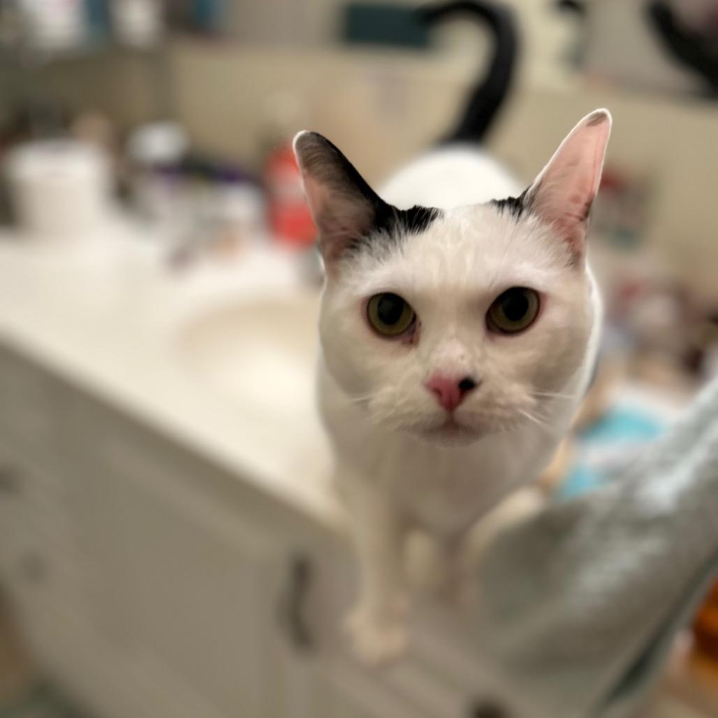 Dottie, a Adoptable mixed breed in Bountiful, UT image 3/4