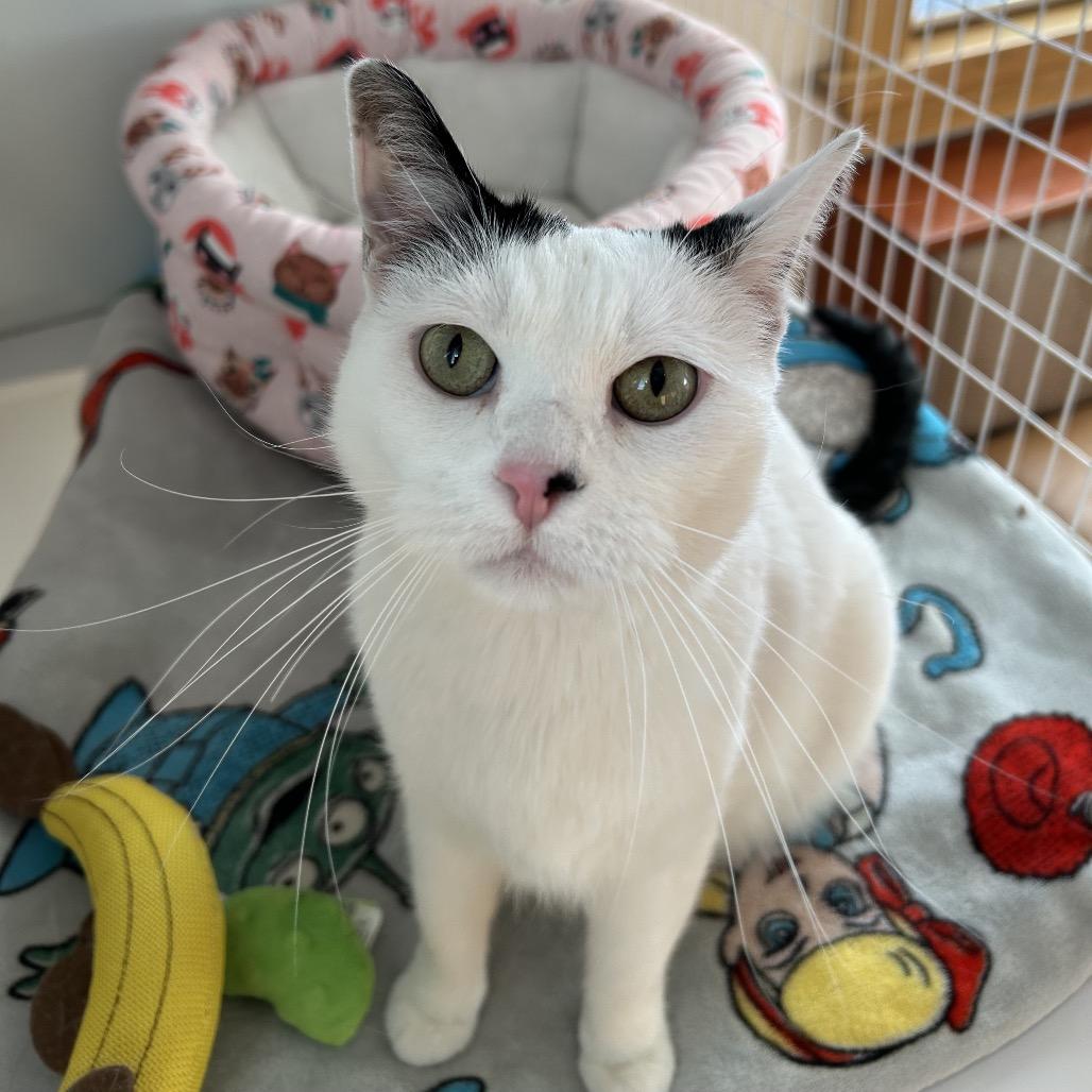 Enlarge Dottie, a Adoptable mixed breed in Bountiful, UT image 4/5