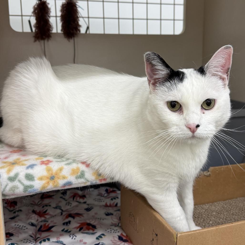 Dottie, a Adoptable mixed breed in Bountiful, UT image 4/4