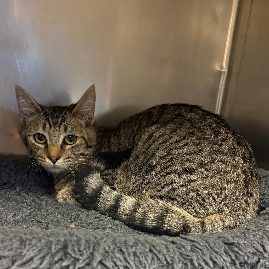 Kuumi, Adoptable, Young Male Domestic Short Hair.