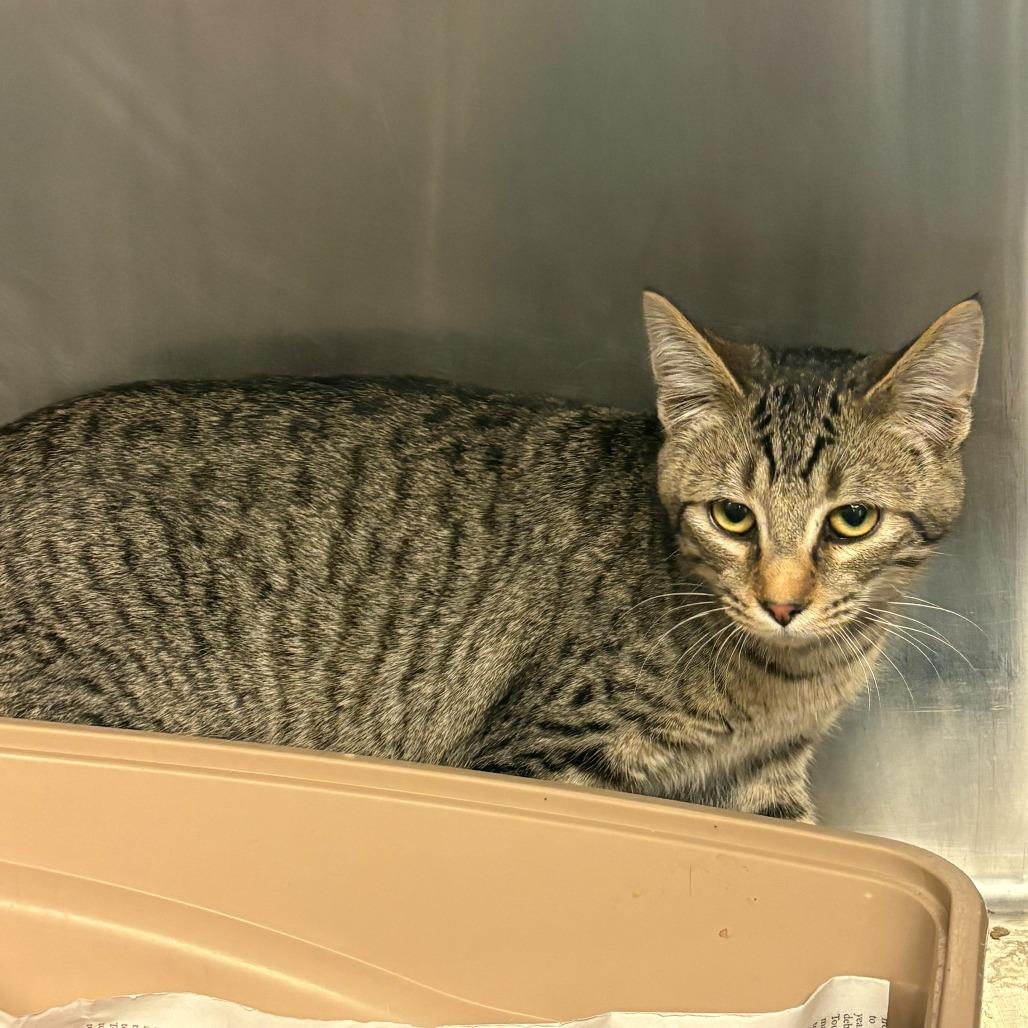 Enlarge Kuumi, a Adoptable Domestic Short Hair in Chehalis, WA image 2/2