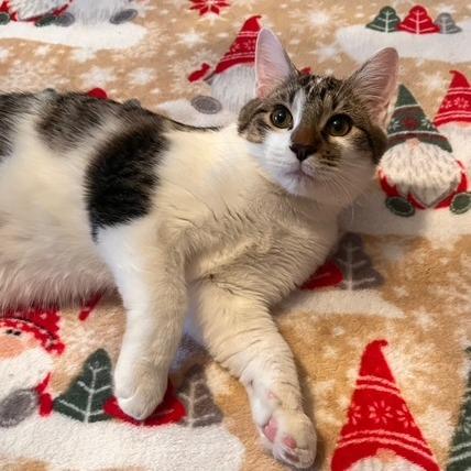 Enlarge Jasper, a Adoptable Domestic Short Hair in Manhattan, IL image 1/1