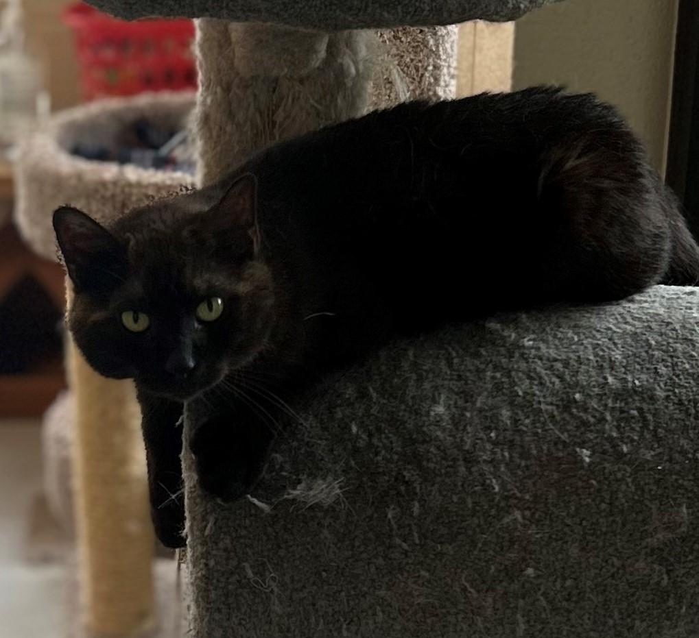 Mio, ADOPTABLE, Adult Male Domestic Short Hair.