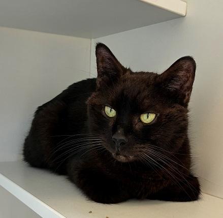 Enlarge Mio, a ADOPTABLE Domestic Short Hair in Mason City, IA image 2/2
