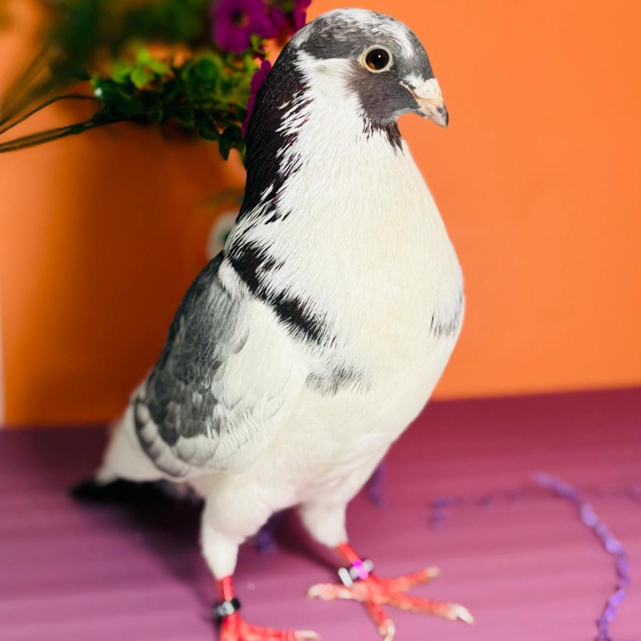 Dana Banana, Adult Male unknown