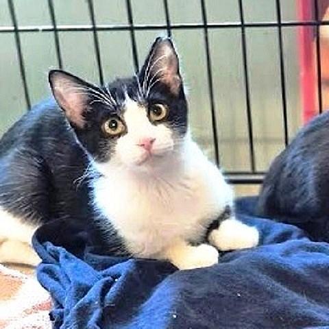 Mini, an adoptable Domestic Short Hair in Salt Lake City, UT, 84109 | Photo Image 1