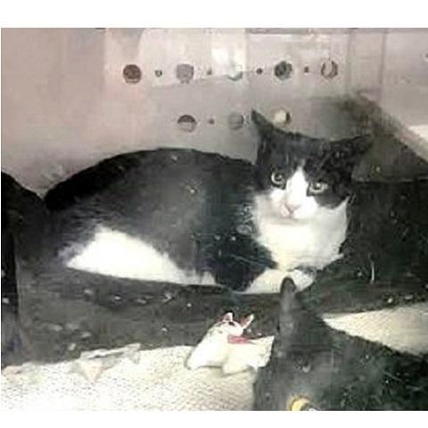 Enlarge Mini, a Adoptable Domestic Short Hair in Salt Lake City, UT image 4/4