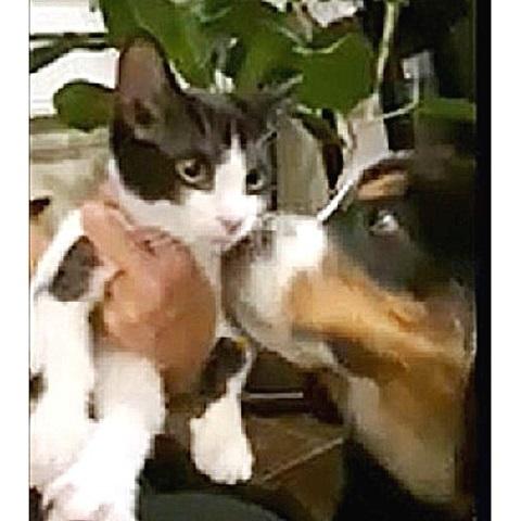 Mini, Adoptable, Kitten Female Domestic Short Hair.