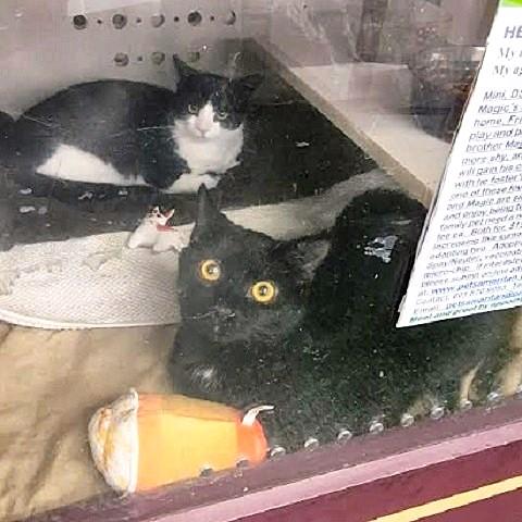 Enlarge Mini, a Adoptable Domestic Short Hair in Salt Lake City, UT image 2/4