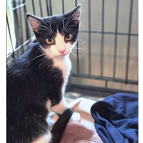 Mini, an adoptable Domestic Short Hair in Salt Lake City, UT, 84109 | Photo Image 4