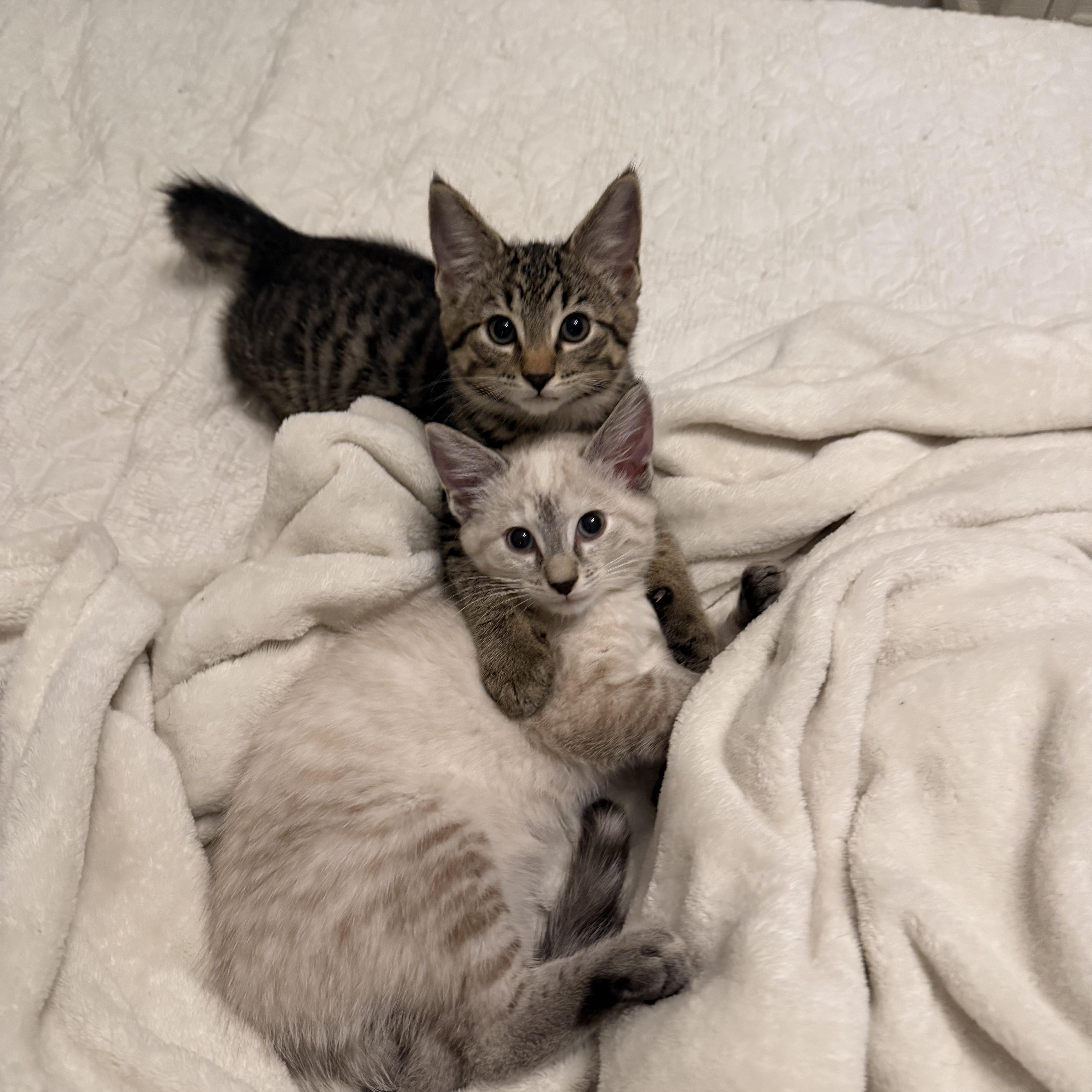 Enlarge Nessie, a Adoptable Tabby in Columbus, OH image 4/6