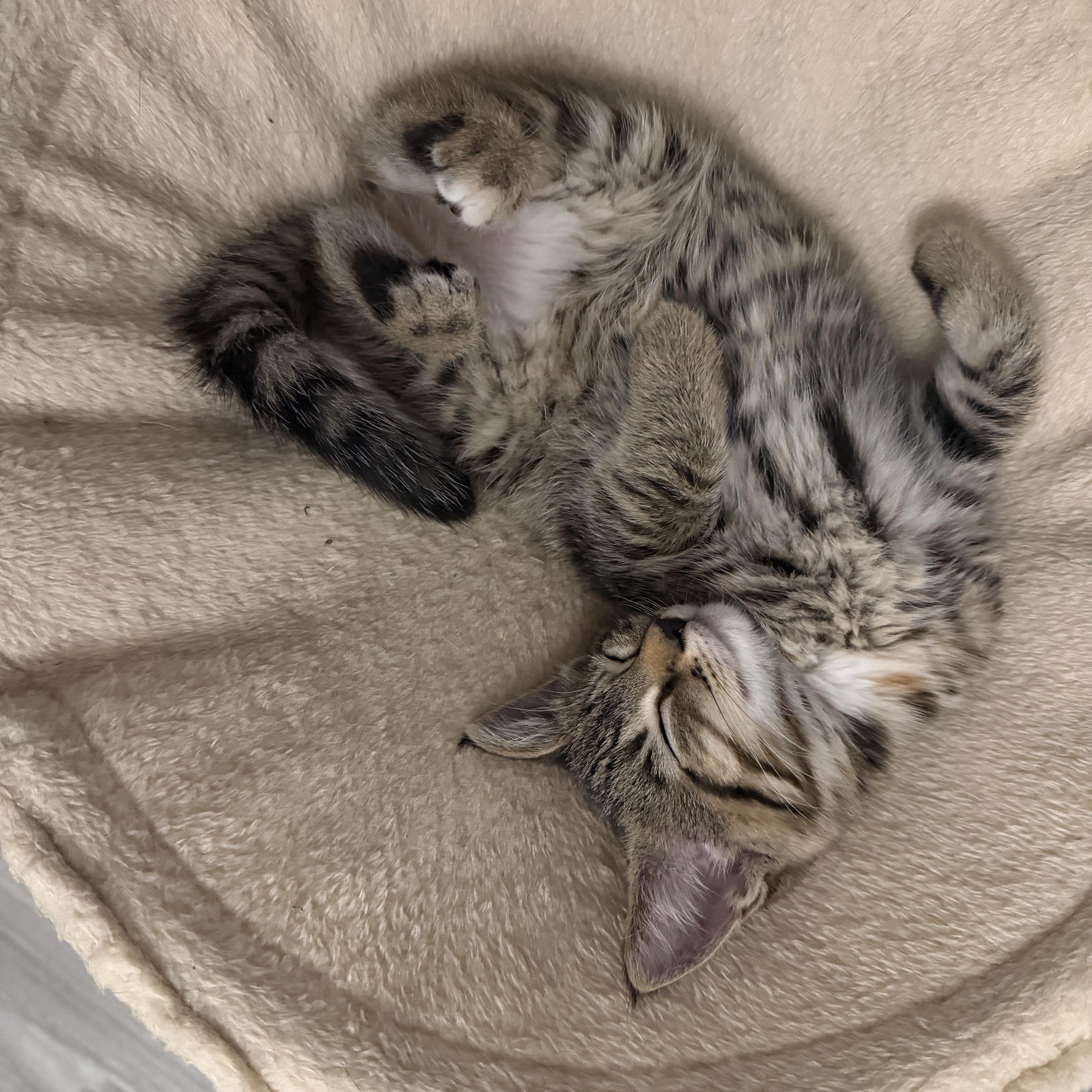 Enlarge Nessie, a Adoptable Tabby in Columbus, OH image 6/6