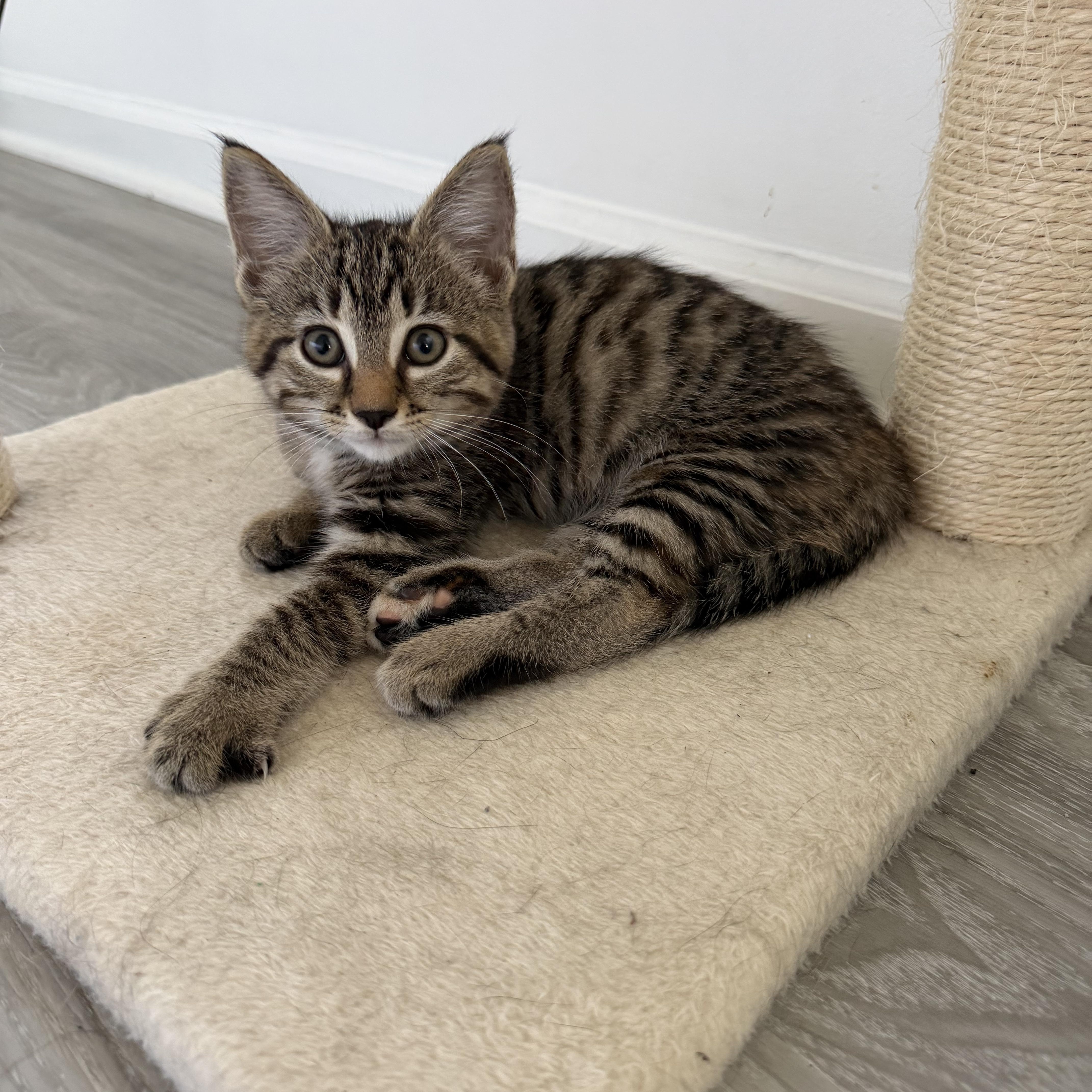 Nessie, Adoptable, Kitten Female Tabby.