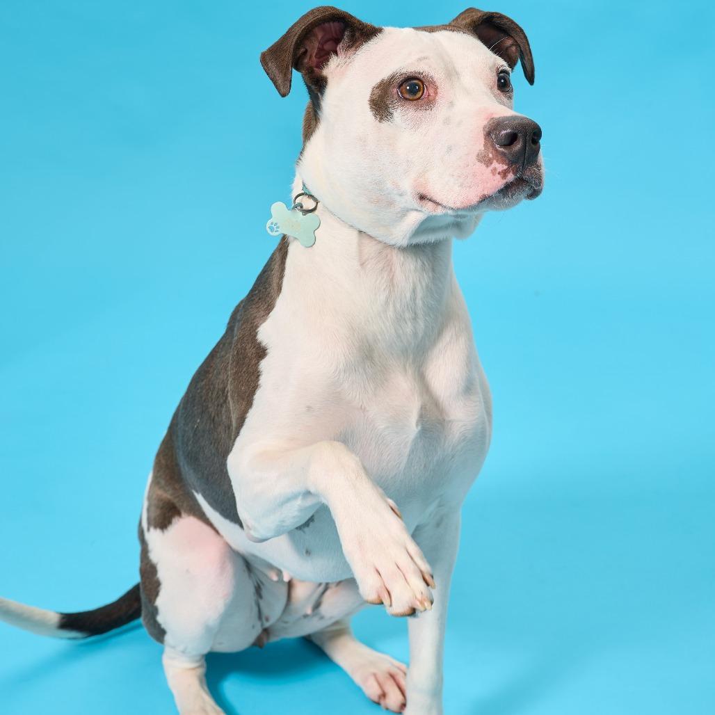 Madgie, Adoptable, Adult Female Mixed Breed.