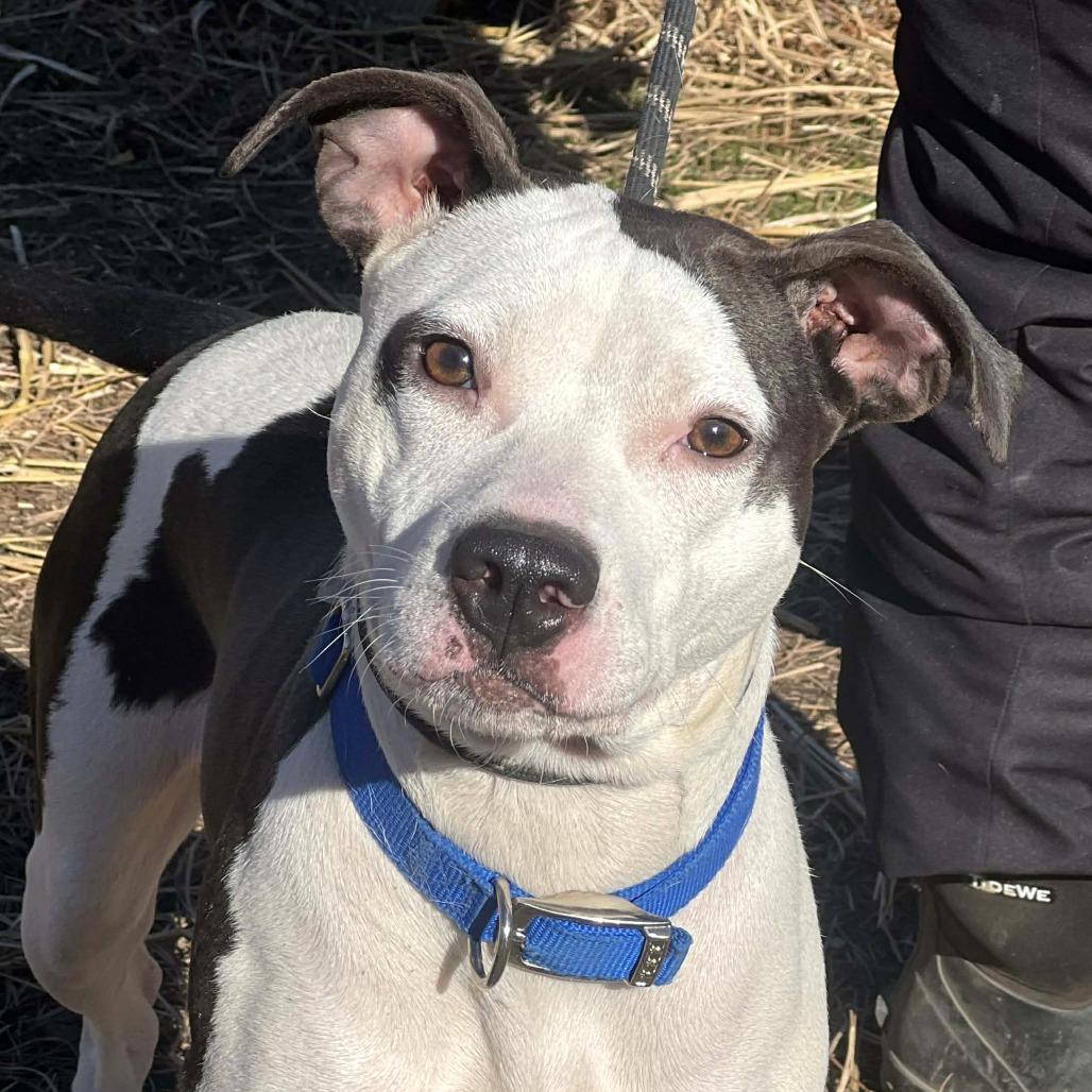 Madgie, a Adoptable Mixed Breed in Cincinnati, OH image 1/6