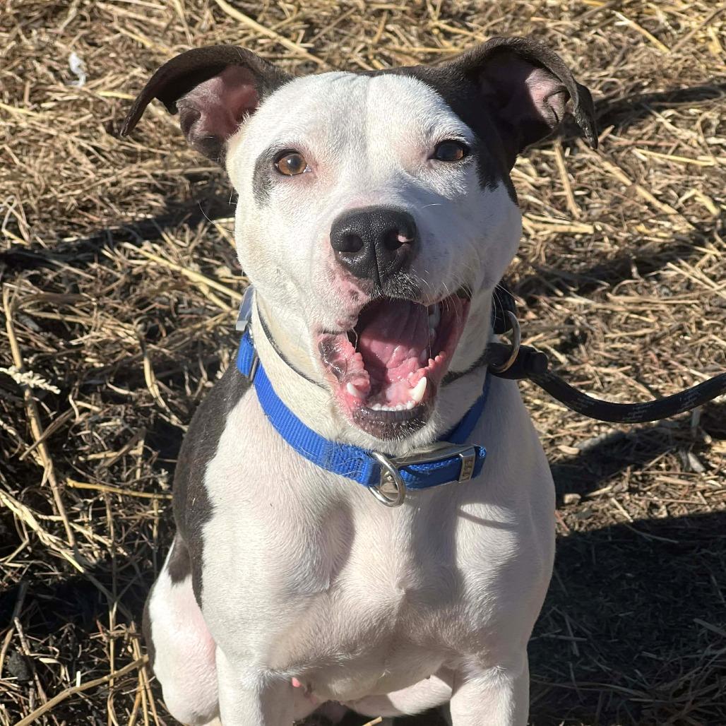 Madgie, a Adoptable Mixed Breed in Cincinnati, OH image 2/6