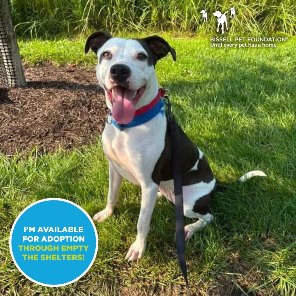 Enlarge Madgie - Sponsored Adoption Fee!, a Adoptable Mixed Breed in Cincinnati, OH image 2/6