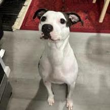 Madgie, a Adoptable Mixed Breed in Cincinnati, OH image 3/6