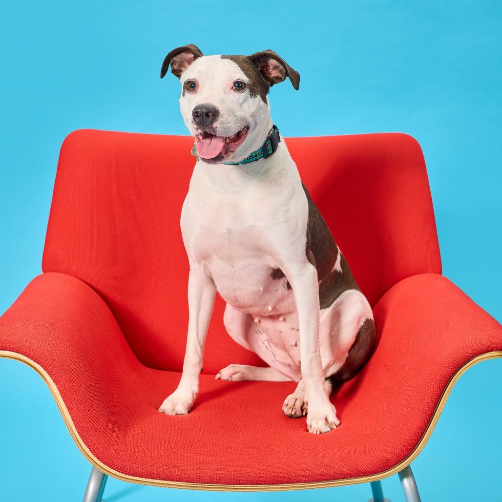 Madgie, a Adoptable Mixed Breed in Cincinnati, OH image 3/6