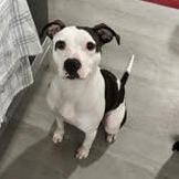 Madgie, a Adoptable Mixed Breed in Cincinnati, OH image 4/6