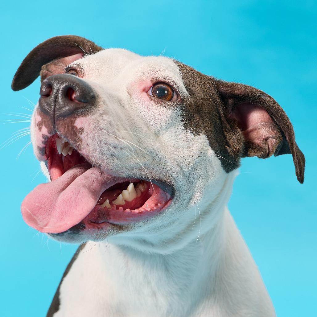 Enlarge Madgie, a Adoptable Mixed Breed in Cincinnati, OH image 5/6