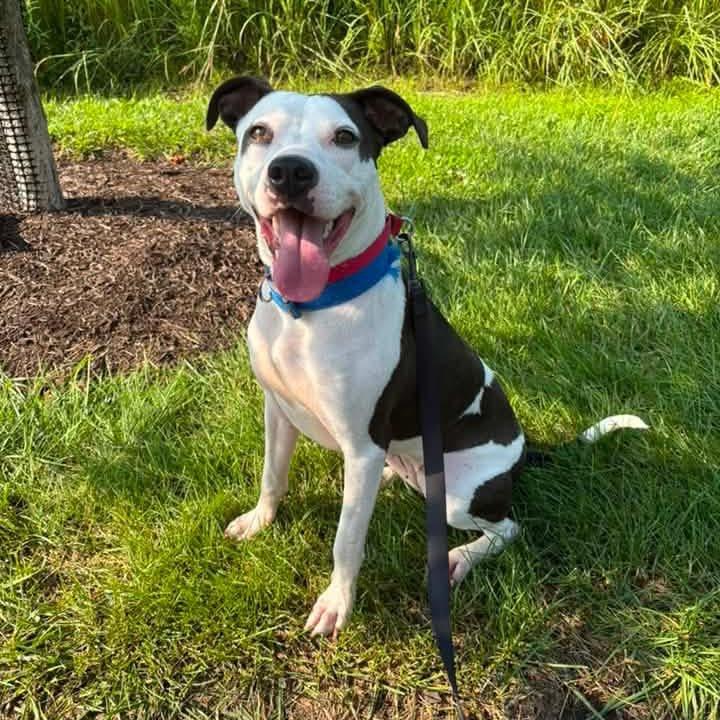 Enlarge Madgie - Sponsored Adoption Fee!, a Adoptable Mixed Breed in Cincinnati, OH image 4/6