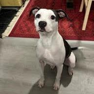 Madgie, a Adoptable Mixed Breed in Cincinnati, OH image 5/6