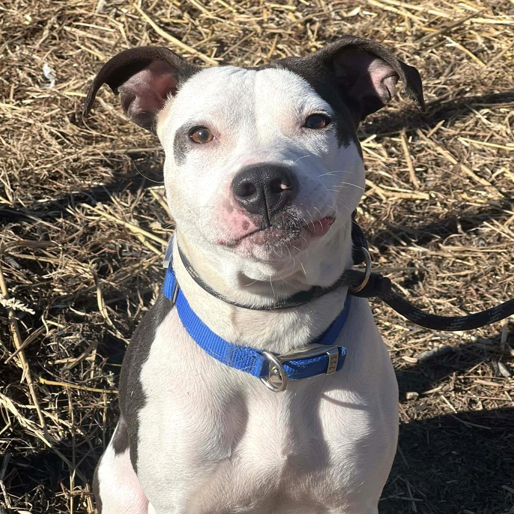 Madgie, a Adoptable Mixed Breed in Cincinnati, OH image 6/6