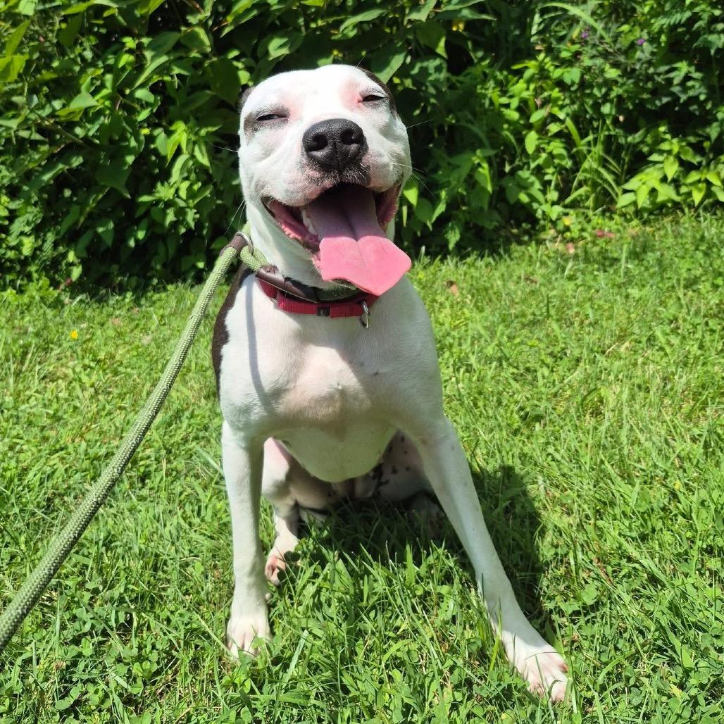 Enlarge Madgie - Sponsored Adoption Fee!, a Adoptable Mixed Breed in Cincinnati, OH image 6/6