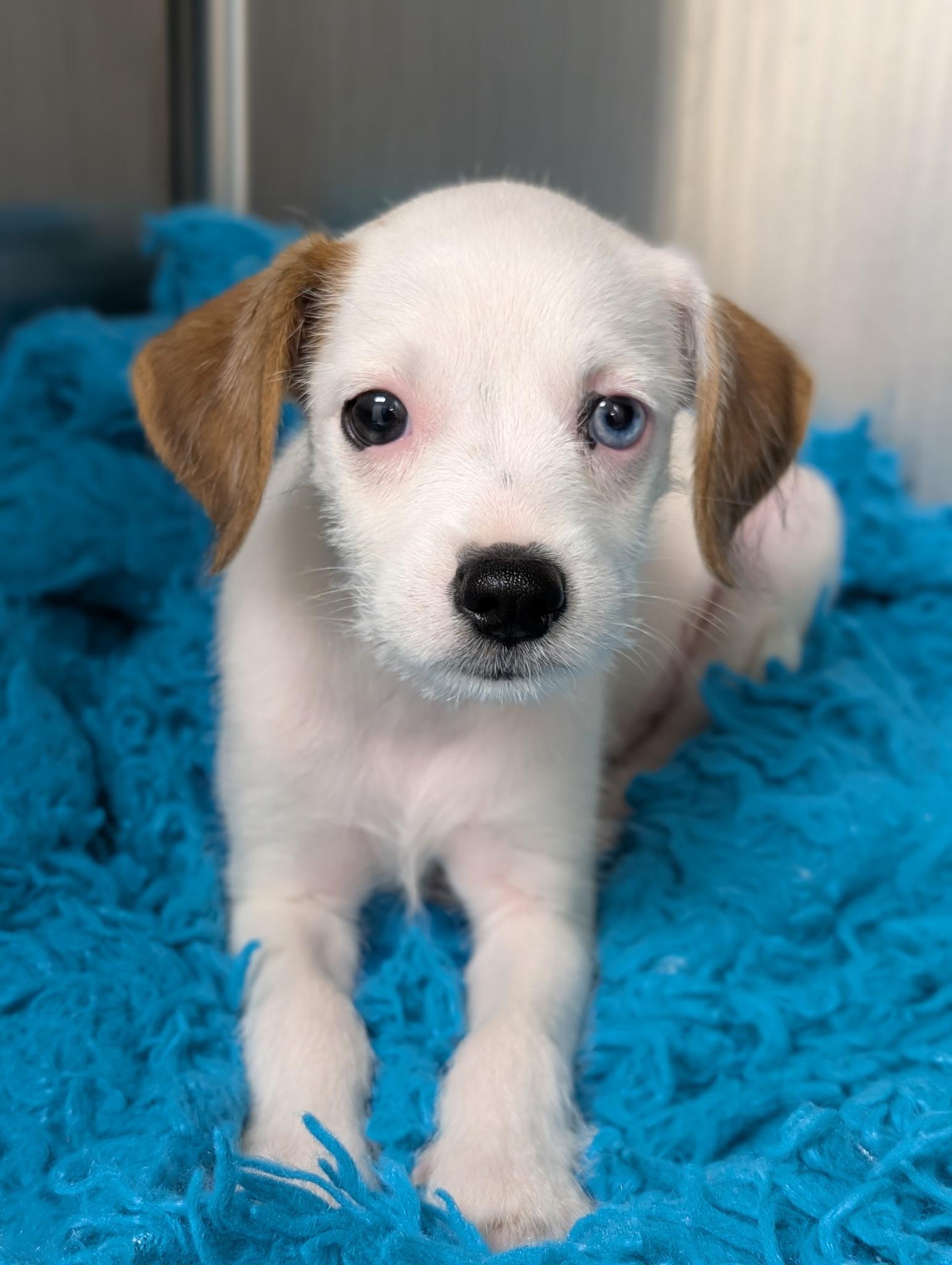 S'mores, ADOPTABLE, Puppy Female Terrier.