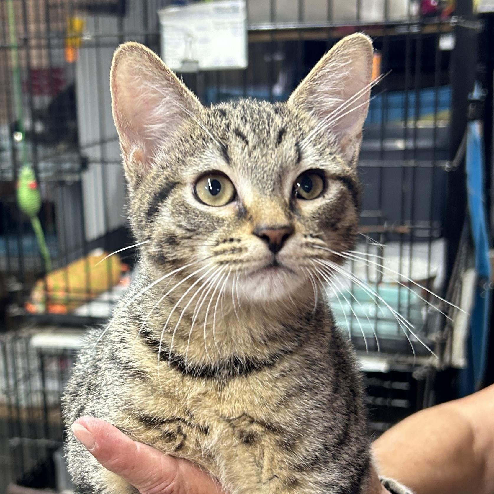 Casta, Baby Female Domestic Short Hair