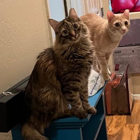 Yoda & Princess Leia, call or text Maia (maya) 928-282-2604, ADOPTABLE, Young Male Domestic Short Hair & Domestic Medium Hair.