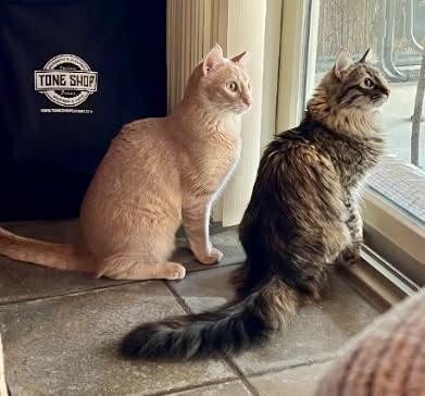 Enlarge Yoda & Princess Leia, call or text Maia (maya) 928-282-2604, a ADOPTABLE mixed breed in Sedona, AZ image 4/5
