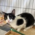 Kiki, an adoptable Domestic Short Hair in El Reno, OK, 73036 | Photo Image 1