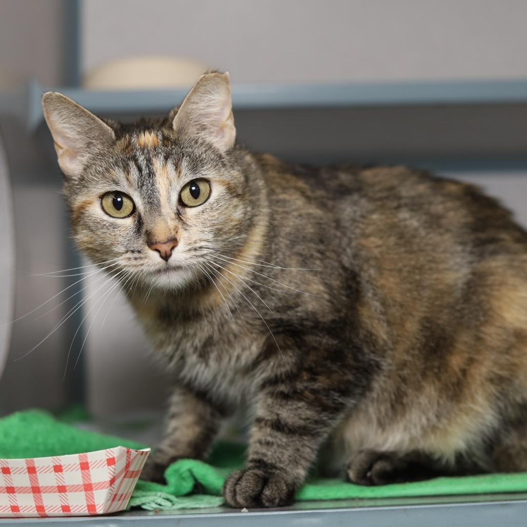 Lady Grumpus, Adoptable, Adult Female Domestic Short Hair.