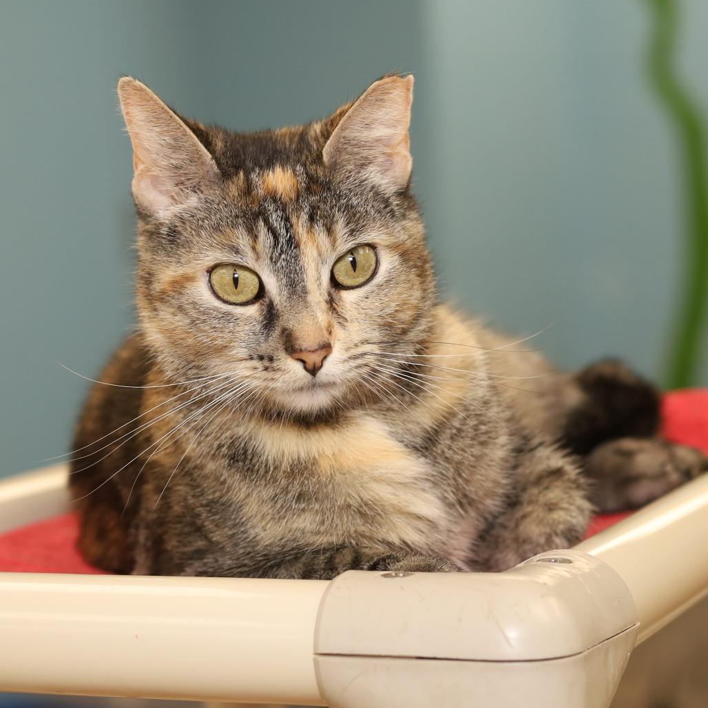 Enlarge Lady Grumpus, a Adoptable Domestic Short Hair in Evansville, IN image 2/4