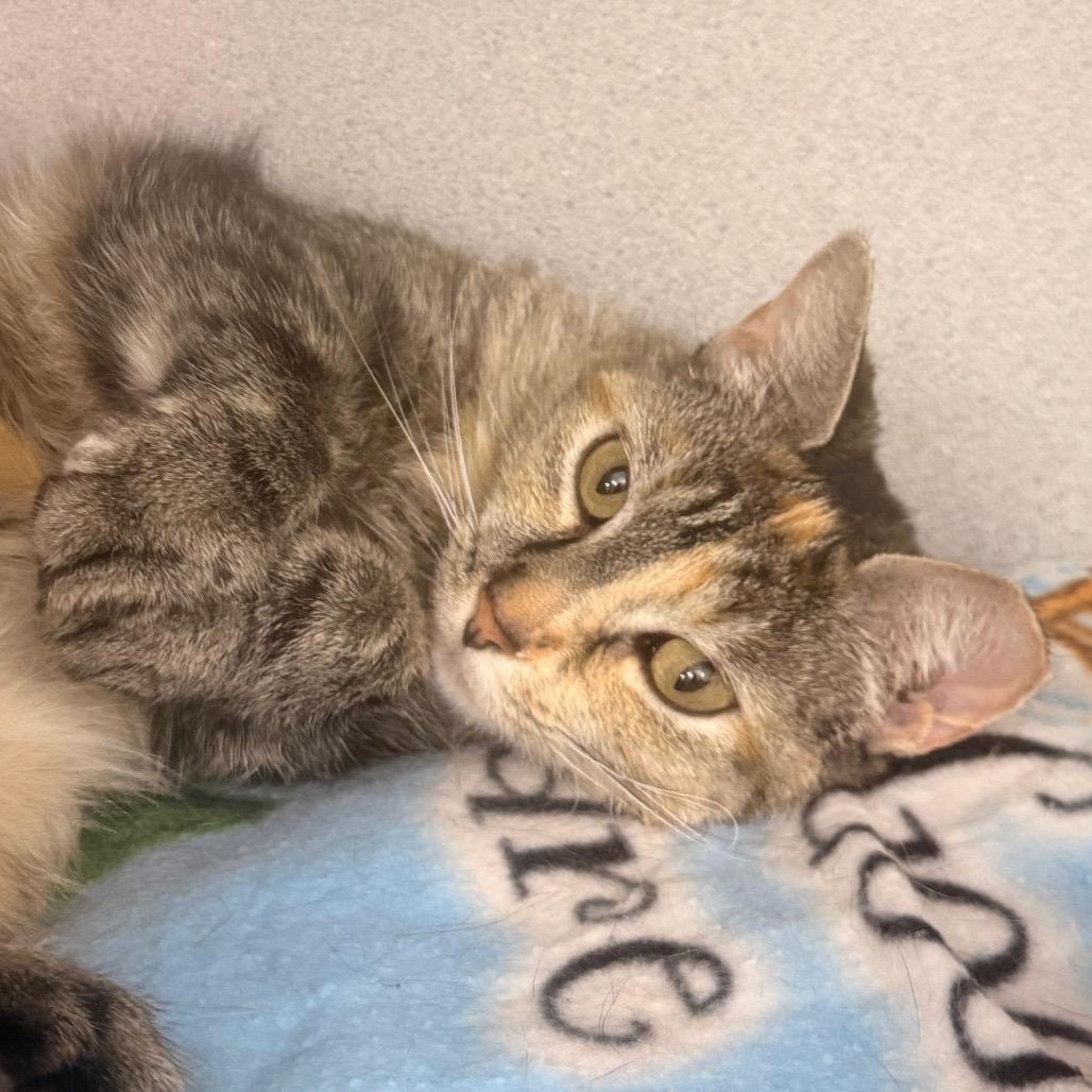 Enlarge Lady Grumpus, a Adoptable Domestic Short Hair in Evansville, IN image 3/4