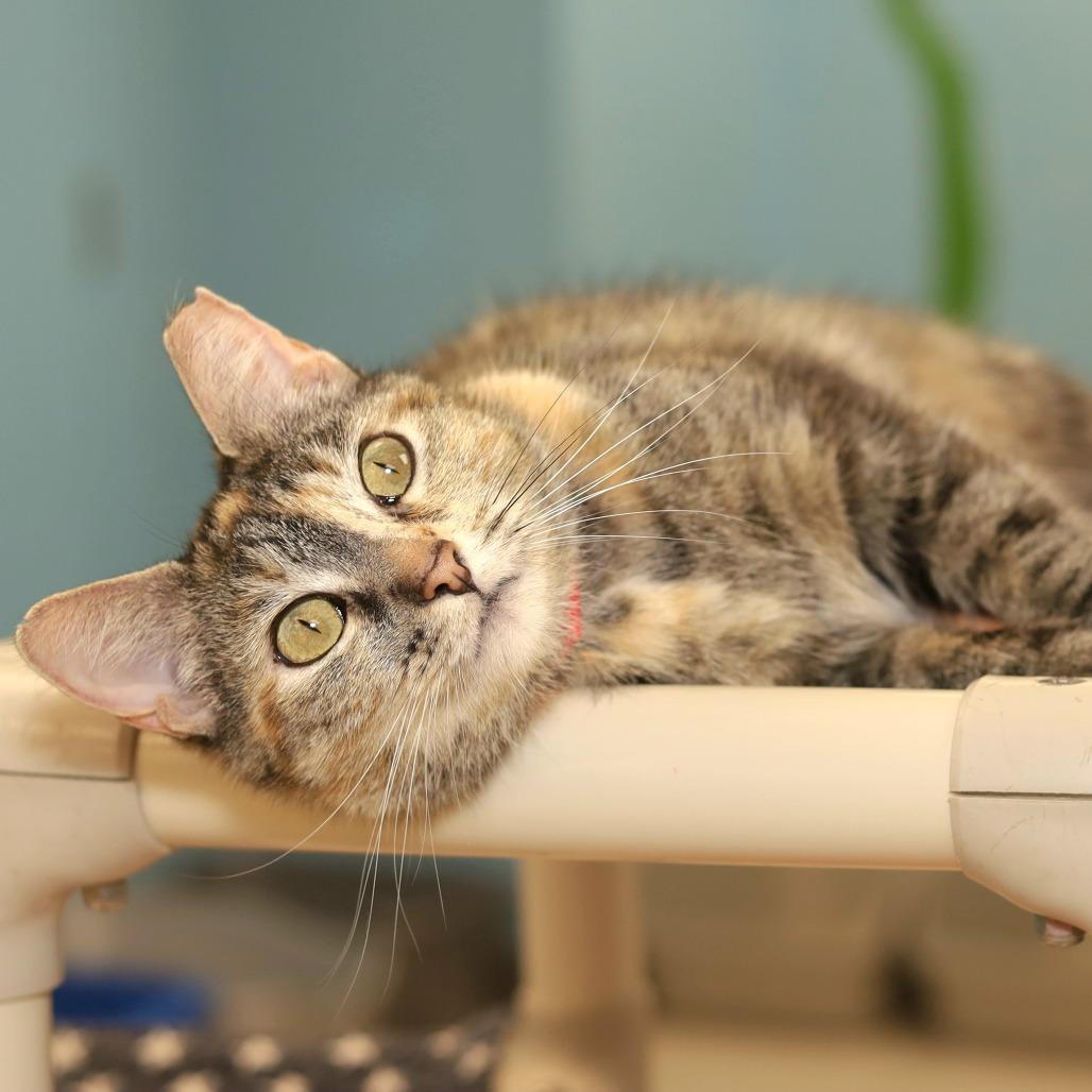 Enlarge Lady Grumpus, a Adoptable Domestic Short Hair in Evansville, IN image 4/4