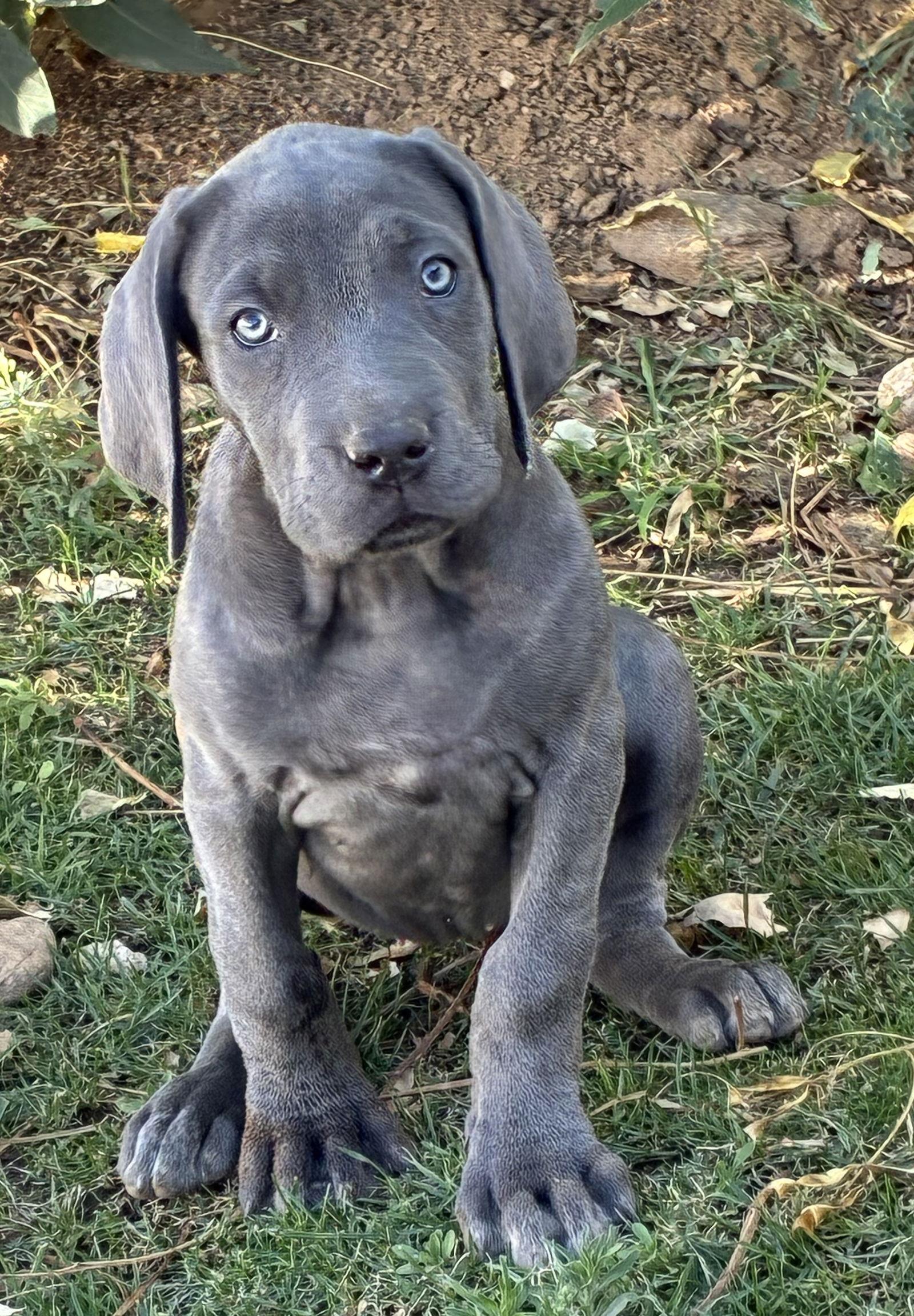 Star, Adopted, Puppy Female Great Dane & Mastiff.