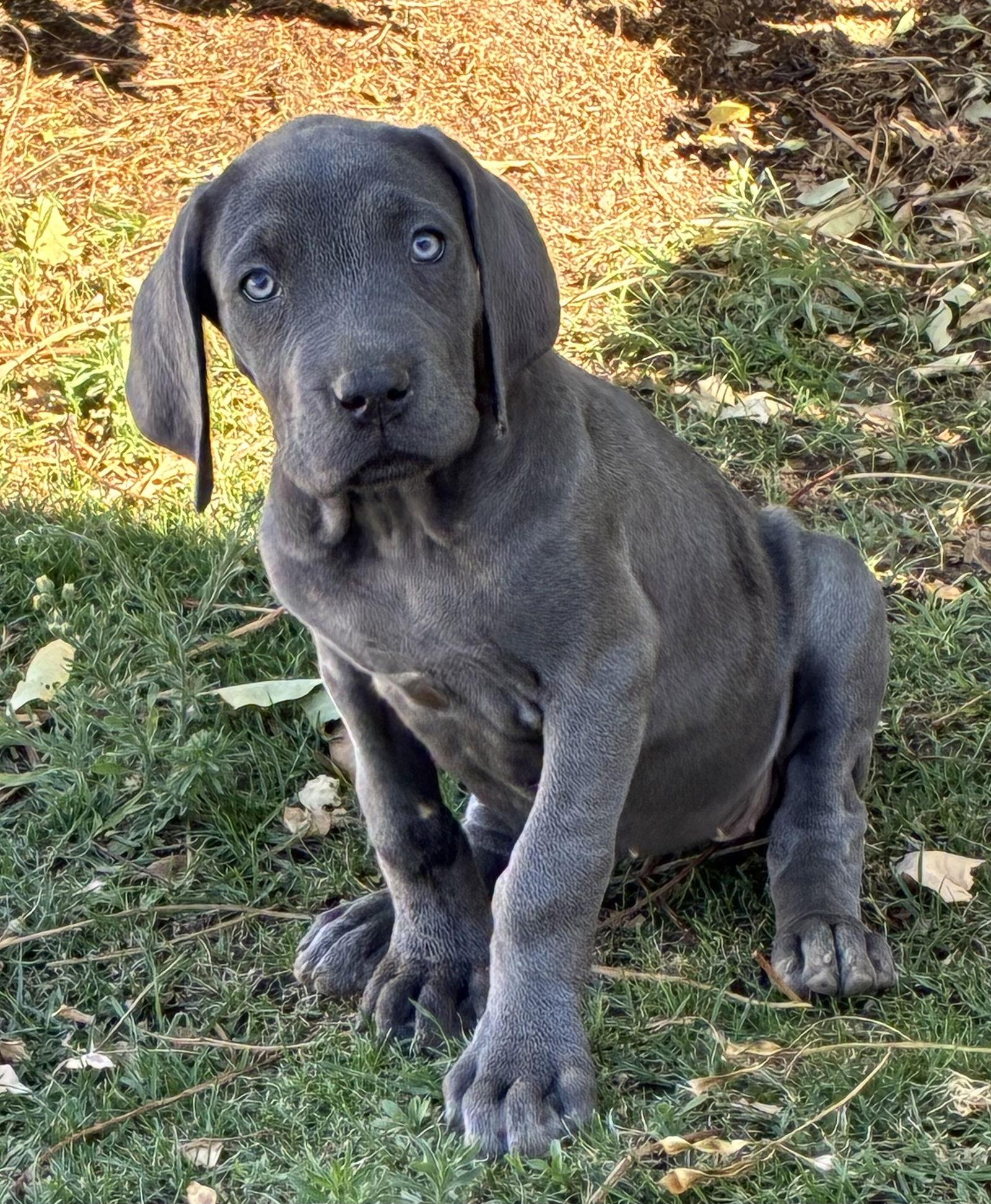 Enlarge Star, a Adopted mixed breed in Hesperia, CA image 2/3