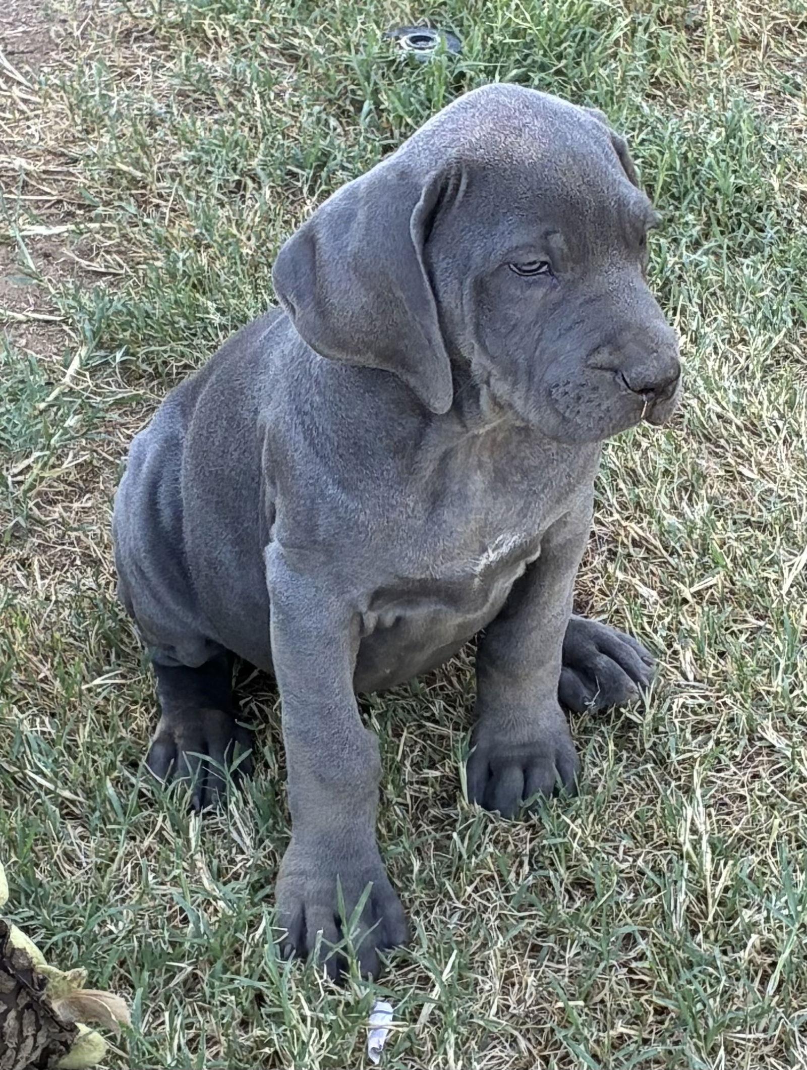 Enlarge Star, a Adopted mixed breed in Hesperia, CA image 3/3