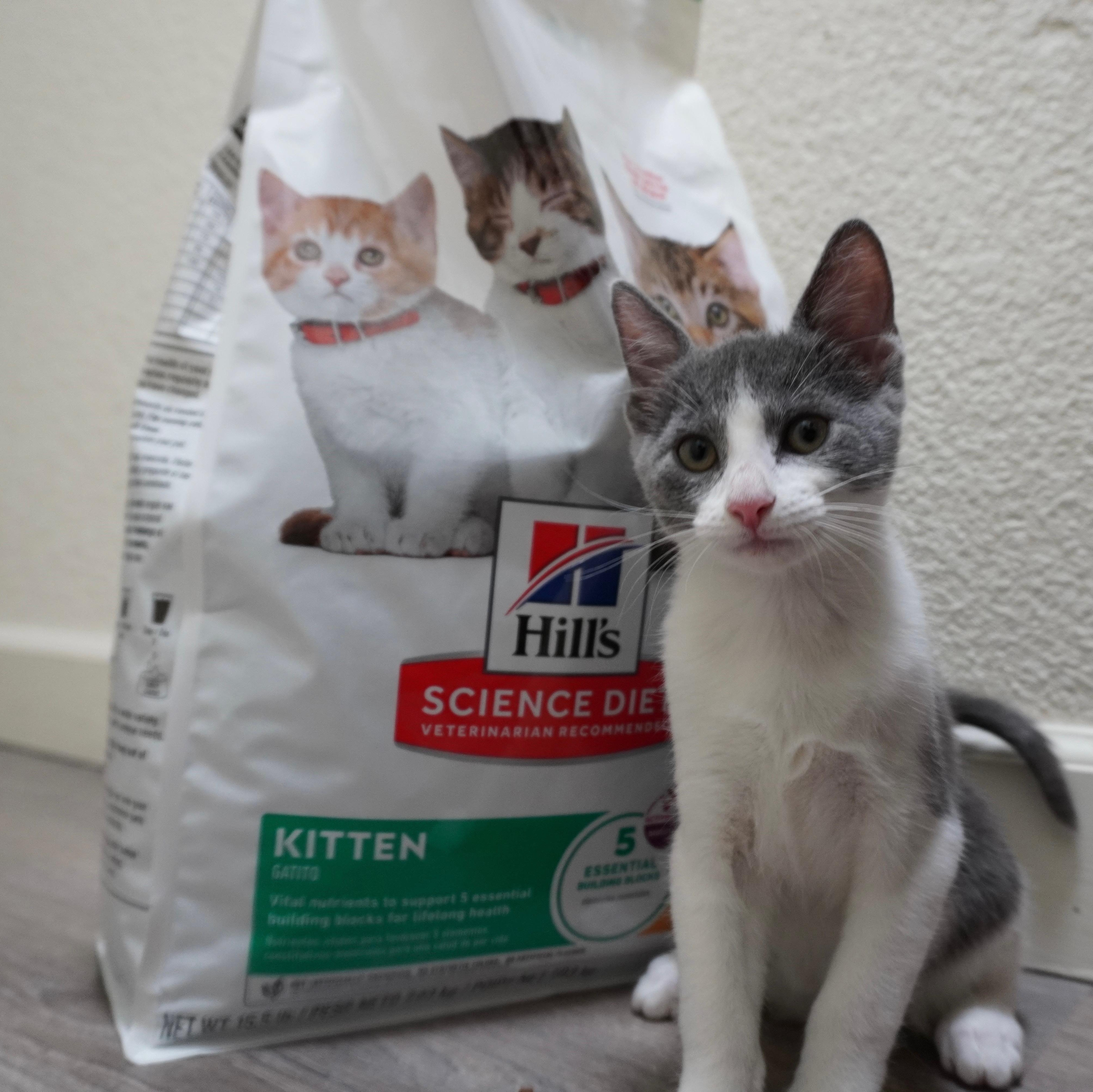Enlarge Scout, a ADOPTABLE Domestic Short Hair in Davis, CA image 1/6