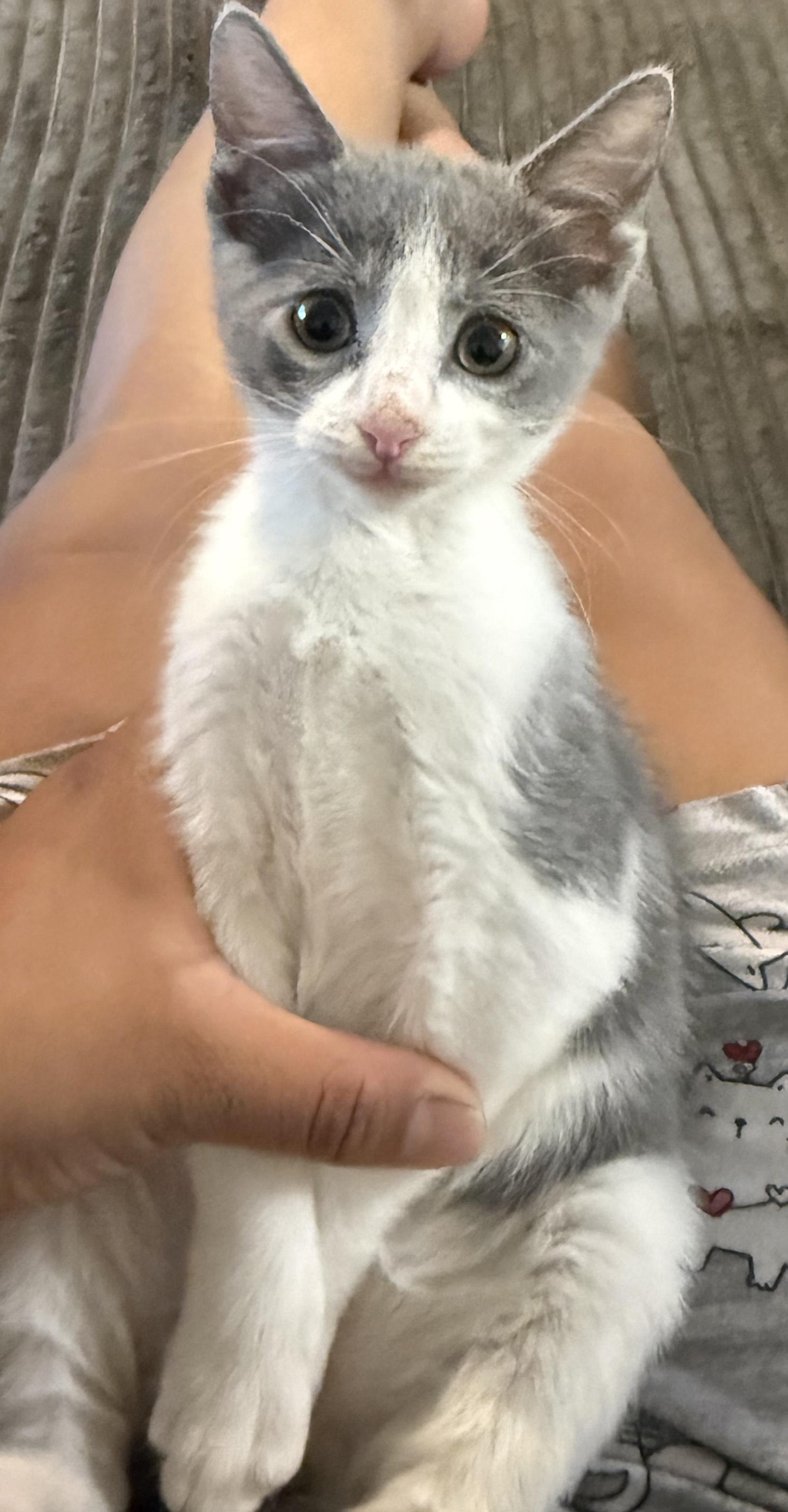 Scout, ADOPTABLE, Kitten Male Domestic Short Hair.