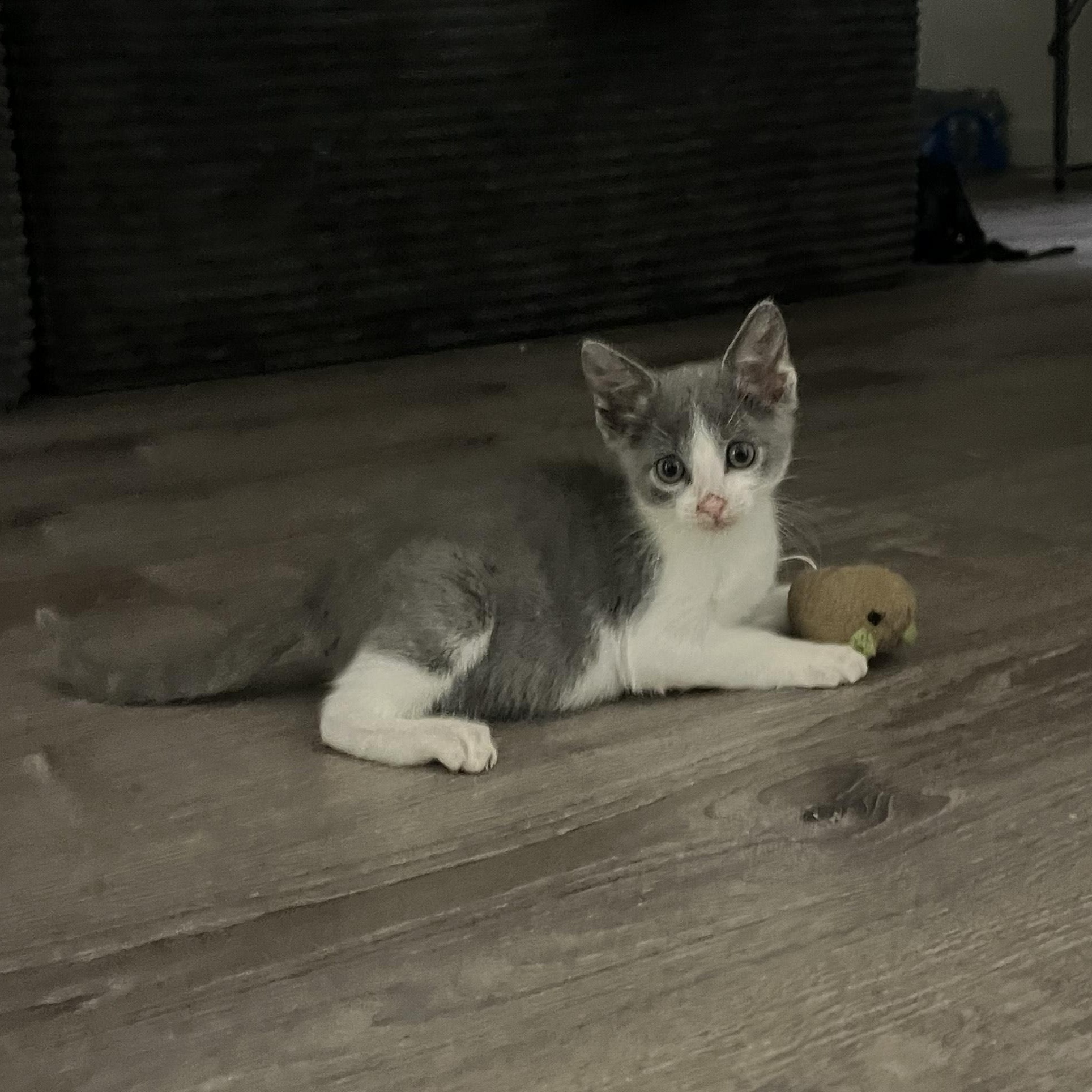 Enlarge Scout, a ADOPTABLE Domestic Short Hair in Davis, CA image 6/6