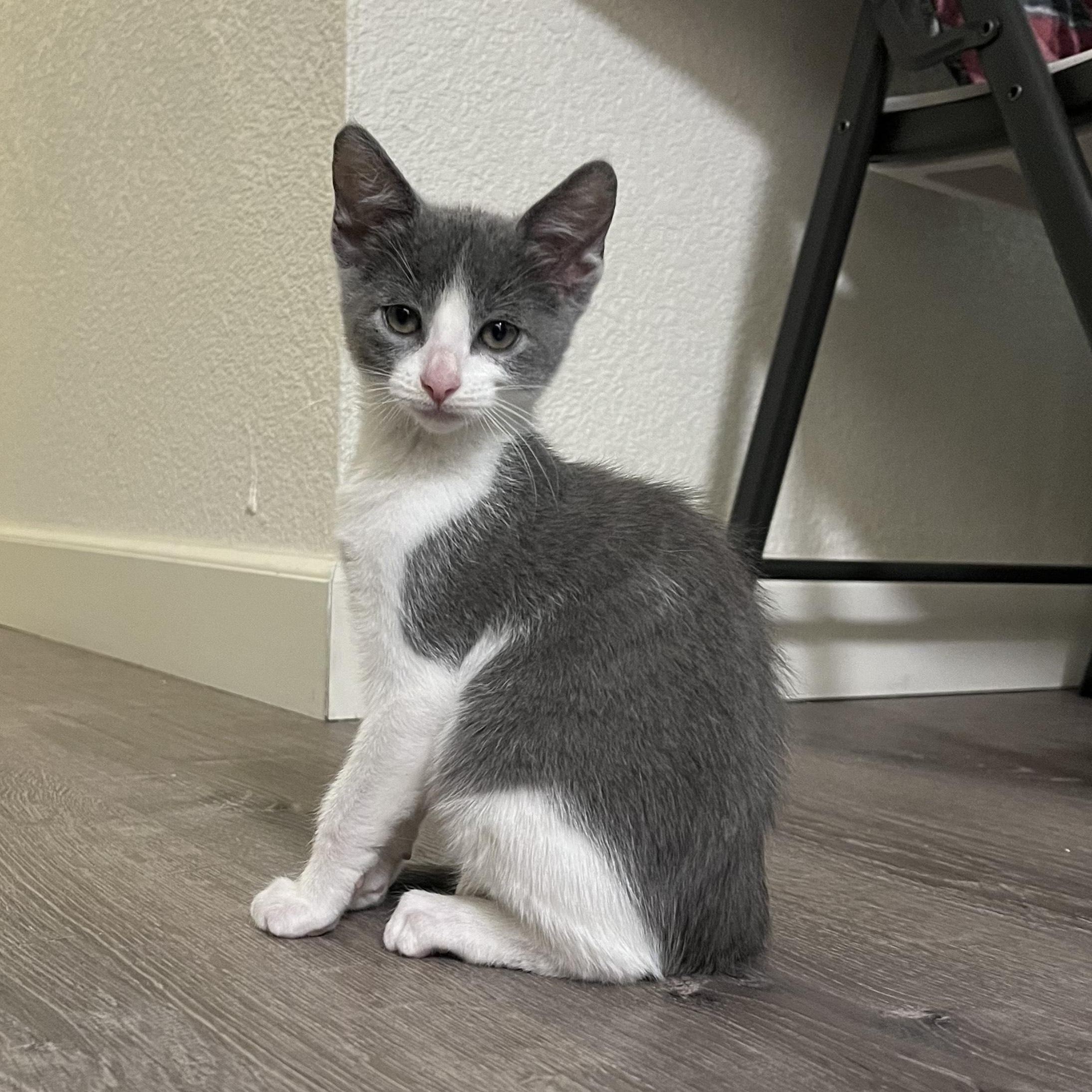 Enlarge Scout, a ADOPTABLE Domestic Short Hair in Davis, CA image 2/6