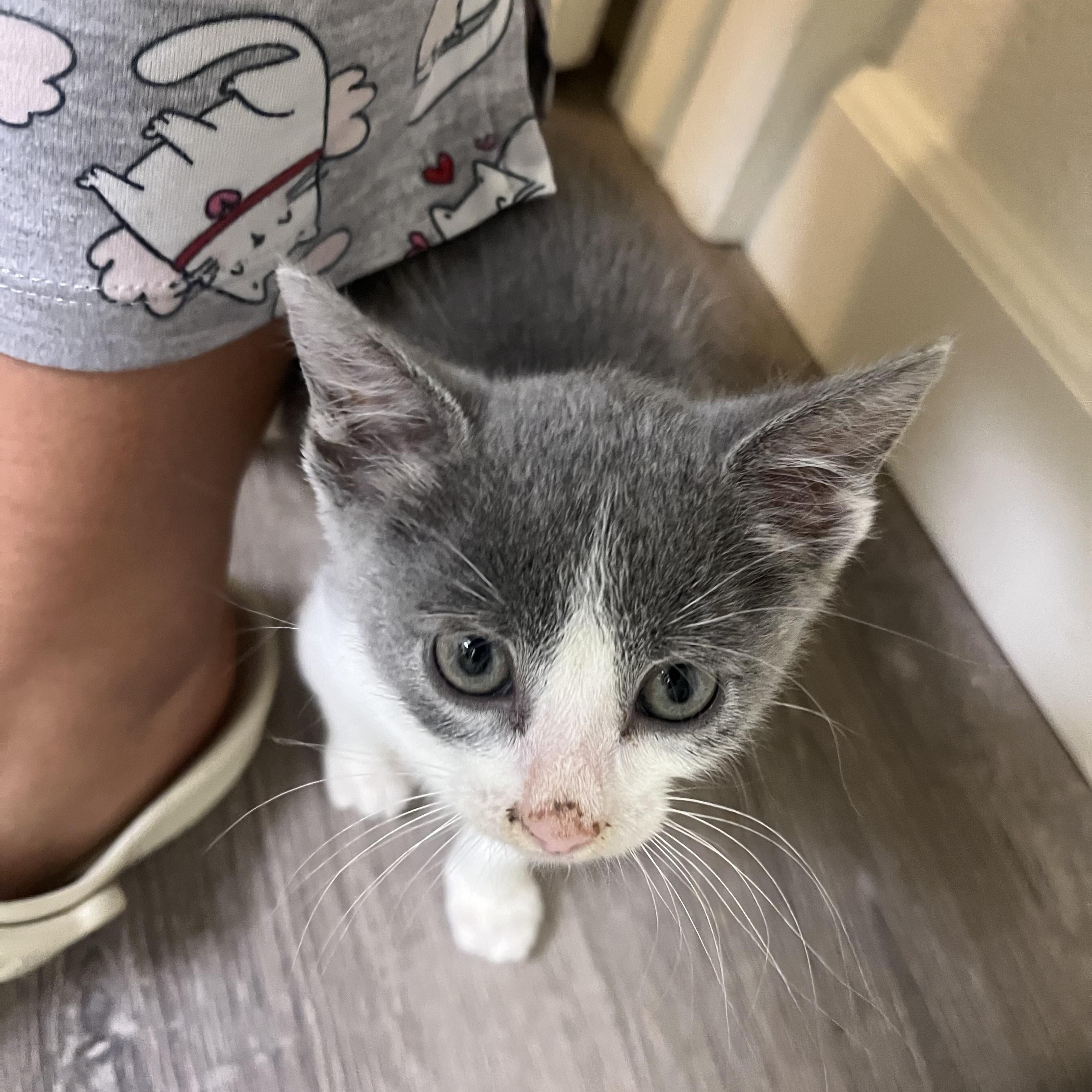Enlarge Scout, a ADOPTABLE Domestic Short Hair in Davis, CA image 5/6