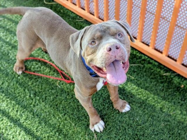 Enlarge SATCHAMO, a Adoptable mixed breed in Las Vegas, NV image 1/1