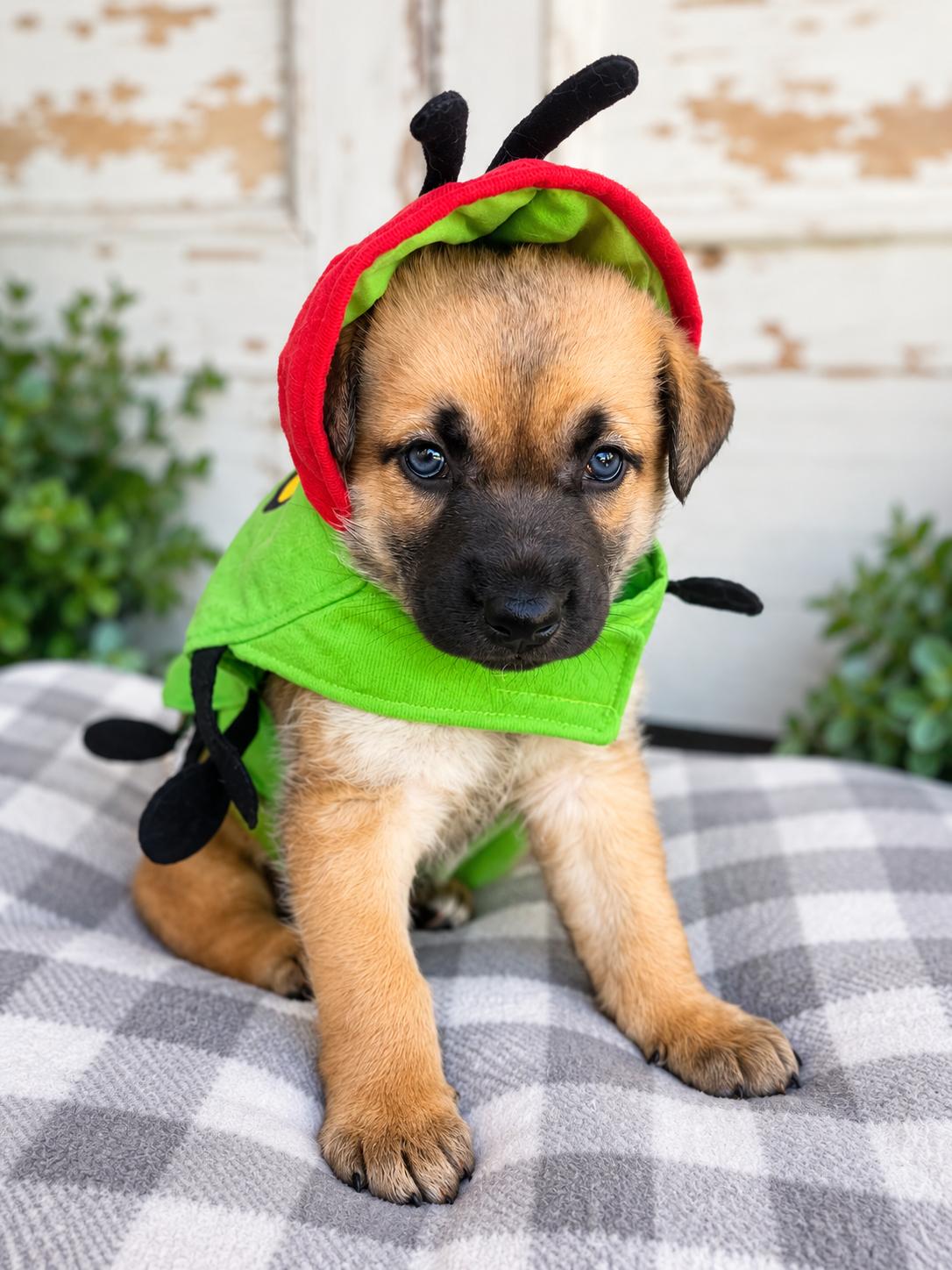 Enlarge Skipper The Captain of Cuteness, a Adoptable mixed breed in Menifee, CA image 2/2